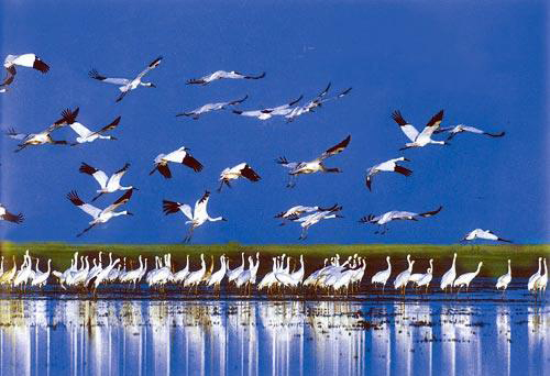 关于鄱阳湖冬季候鸟及旅游